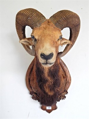Lot 187 - European Mouflon (Ovis musimon), circa late 20th century, shoulder mount looking straight ahead...