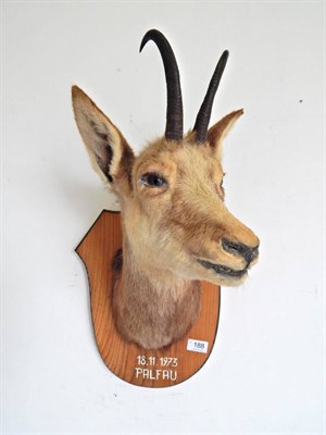 Lot 188 - Alpine Chamois (Rupicapra rupicapra), 18/11/1974, shoulder mount with head turning to the left...