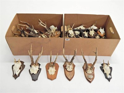 Lot 189 - Roe Deer (Capreolus capreolus), circa late 20th century, fifteen sets of Roe Deer antlers on...