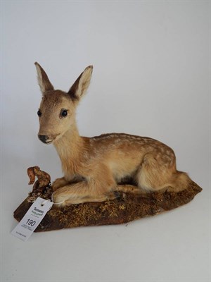 Lot 190 - Fallow Deer Fawn (Dama dama), modern, full mount in recumbent position with head turning to the...