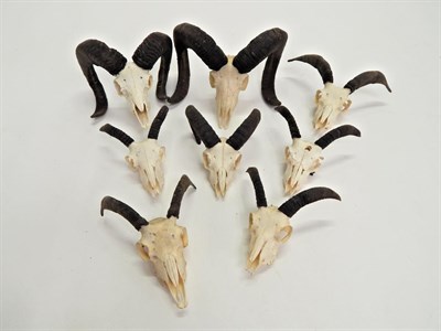 Lot 191 - European Mouflon (Ovis orientalis musimon), circa late 20th century, eight sets of horns on...
