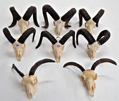 Lot 194 - European Mouflon (Ovis orientalis musimon), circa late 20th century, eight sets of horns on...