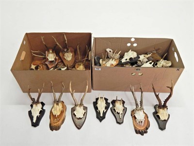 Lot 195 - Roe Deer (Capreolus capreolus), circa late 20th century, fifteen sets of Roe Deer antlers on...