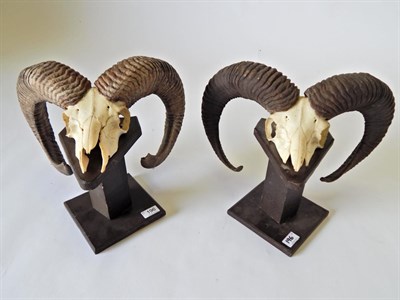 Lot 196 - European Mouflon (Ovis orientalis musimon), circa late 20th century, two pairs of horns on...