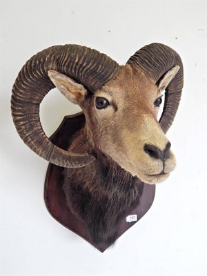 Lot 197 - European Mouflon (Ovis orientalis), circa late 20th century, shoulder mount looking straight...
