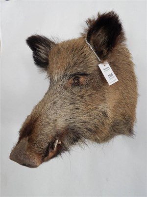 Lot 198 - European Wild Boar (Sus scrofa) circa late 20th century, shoulder mount looking straight ahead,...