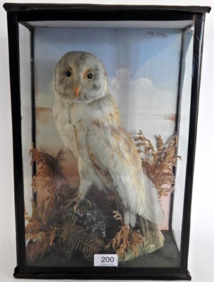 Lot 200 - A Cased Taxidermy Barn Owl (Tito alba), circa 1901, full mount bird with head turning to the...