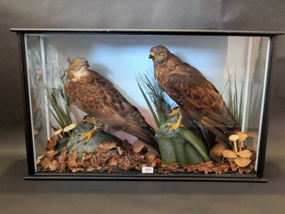 Lot 201 - A Taxidermy Cased Pair of Honey Buzzards (Pernis apivorus), circa 1930, male and female full...