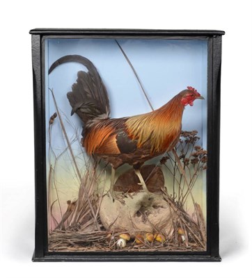 Lot 202 - A Taxidermy Cased Red Jungle Fowl (Gallus gallus), circa 1915, full mount with head turning...