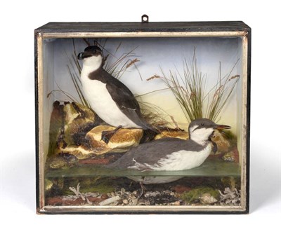 Lot 203 - A Taxidermy Cased Razorbill (Alca torda) and a Guillemot (Uria aalge), in the manner of Bisshopp of