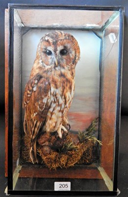 Lot 205 - Tawny Owl (Strix aluco), circa mid 1970s, by A J Armitstead, full mount with head turning to...