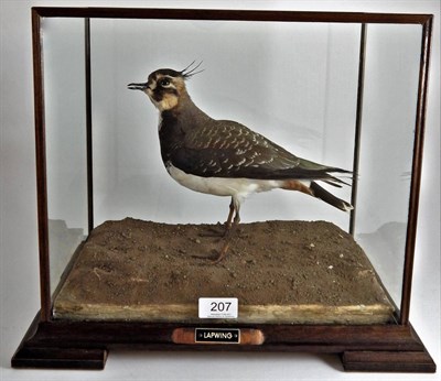 Lot 207 - A Taxidermy Lapwing (Vanellus vanellus) modern, by Graham Teasdale, full mount with head...