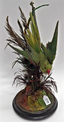 Lot 208 - A Taxidermy Green Parrot, circa 1900, full mount with wings outstretched amongst a naturalistic...