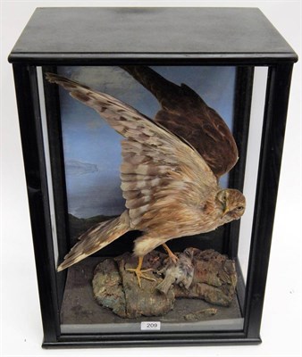 Lot 209 - A Cased Taxidermy Male and Female Hen Harrier (Circus cyaneus), circa 1920, the female full...