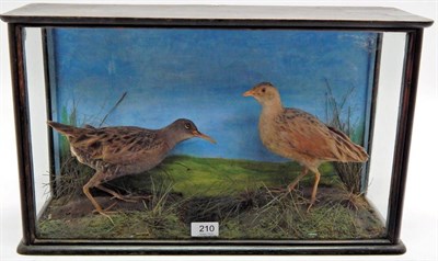 Lot 210 - A Taxidermy Cased Pair of Water Rails (Rallus aquaticus), circa early 20th century, male and female