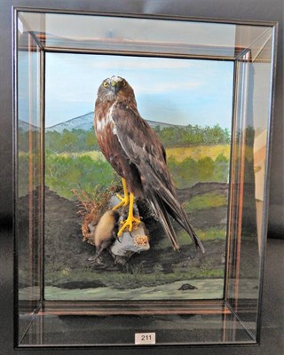 Lot 211 - A Taxidermy Cased Western Marsh-Harrier (Circus aeruginosus), circa 2015, by Dave Spatcher,...