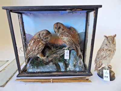 Lot 213 - A Pair of Cased Taxidermy Tawny Owls (Strix aluco), circa late Victorian, a pair of Tawny Owls...