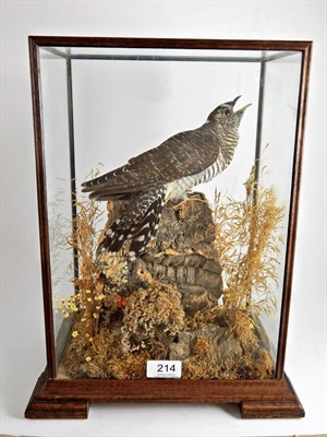 Lot 214 - A Cased Taxidermy Cuckoo (Cuculus canorus) circa late 20th century, female full mount with...