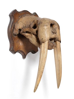 Lot 216 - A Fine Example of a Walrus Skull (Obobenus rosmarus), circa late 19th century, North America,...