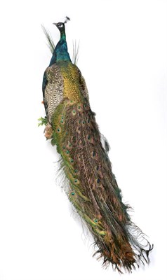 Lot 217 - A Fine Taxidermy Example of a Peacock (Pavo cristatus), full mount with displayed tail hanging...