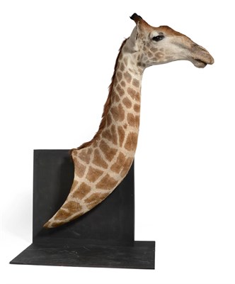 Lot 219 - Giraffe (Giraffa camelopardalis), modern shoulder mount with head turning slightly to the...