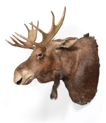 Lot 221 - Moose (Alces alces) circa 1994, shoulder mount looking straight ahead, widest span 111cm, 10 points