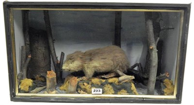 Lot 222 - Eurasian Beaver (Castor fiber), Victorian, full mount stood upon a faux rock in a naturalistic...
