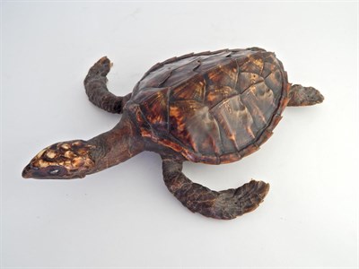 Lot 224 - Hawksbill Turtle (Eretmochelys imbricata), circa 1900, juvenile full mount with limbs outstretched