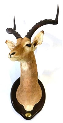 Lot 1 - Common Impala (Aepyceros melampus), circa 1998, shoulder mount with head turning to the right, on a