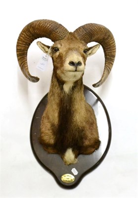 Lot 2 - Mouflon (Ovis orientalis), circa 1999, shoulder mount with head turning to the left, on...