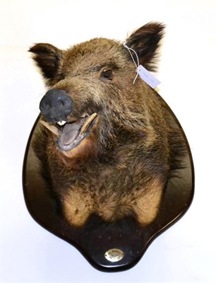 Lot 3 - European Wild Boar (Sus scrofa), circa 1998, shoulder mount turning to the right with mouth...