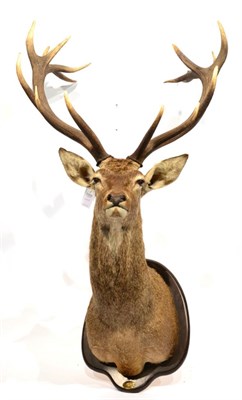 Lot 4 - European Red Deer (Cervus elaphus), circa 1992, shoulder mount turning slightly to the left, on...