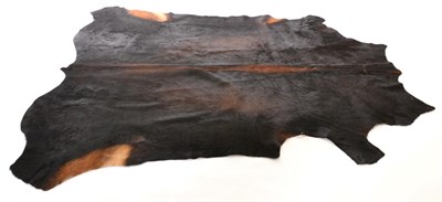 Lot 6 - Nguni Cow Hide (Bos taurus), modern, excellent quality A grade black with light brown...