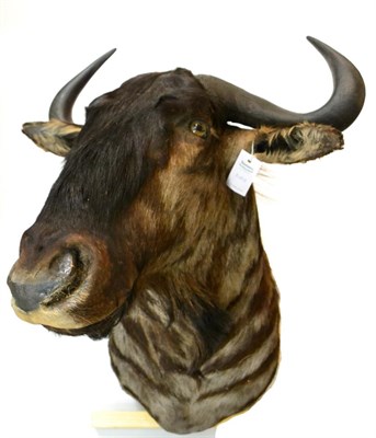 Lot 7 - Blue Wildebeest (Connochaetes taurinus), modern, shoulder mount with head turning slightly to...