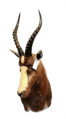 Lot 9 - Blesbok (Damaliscus pygargus phillipsi), modern, shoulder mount with head turning to the right,...