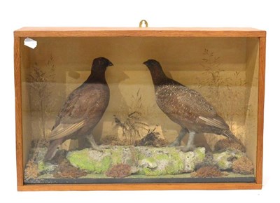 Lot 10 - Grouse (Lagopus lagopus scotica), a pair of full mounts, by Brian Lancaster, hen and cock bird,...