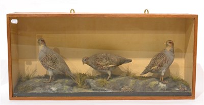 Lot 11 - English Partridge (Perdix perdix), three full mounts, by Brian Lancaster, two hen birds and one...