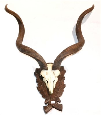 Lot 14 - Greater Kudu (Tragelaphus strepsiceros), modern, horns on part upper skull on carved oak laurel...