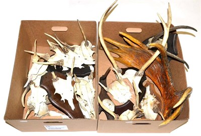 Lot 16 - A Collection of Various Horns and Antlers, to include European Moose single antler, sixteen various