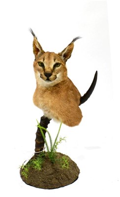 Lot 18 - African Caracal (Caracal caracal), modern, shoulder mount with head turning to the left,...