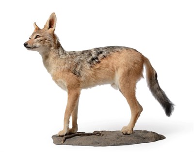 Lot 19 - Black-Backed Jackal (Canis mesomelas), modern, full mount stood with head slightly turned to...