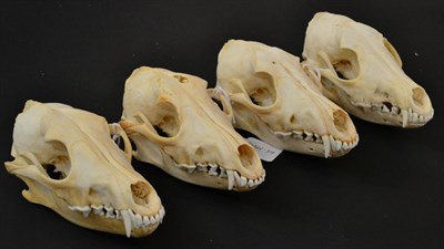 Lot 21 - Black-Backed Jackal (Canis mesomelas), modern skulls, four full prepared skulls with fixed jaw,...