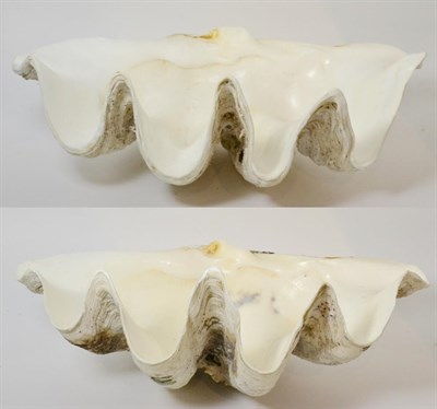 Lot 24 - Giant Clam (Tridacna gigas), circa 1930, two separate half shells, 56cm and 53cm wide (not from...