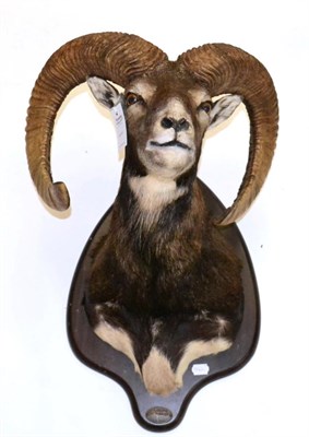 Lot 26 - Mouflon (Ovis orientalis), circa 2002, shoulder mount with head turning to the left, on...