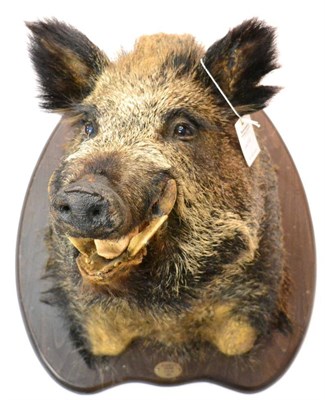 Lot 27 - European Wild Boar (Sus scrofa), circa 2004, shoulder mount turning to the right with mouth...