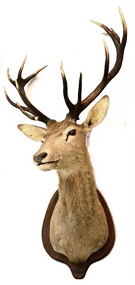 Lot 28 - European Red Deer (Cervus elaphus), circa 2000, shoulder mount turning to the right, on oak...