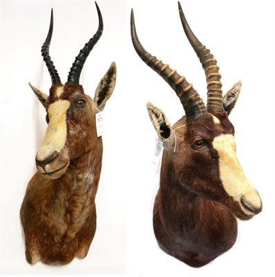 Lot 31 - Blesbok (Damaliscus pygargus phillipsi), modern, shoulder mount with head turning to the right,...