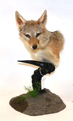 Lot 32 - Black-Backed Jackal (Canis mesomelas), modern, shoulder mount, mounted on a Hartebeest horn,...