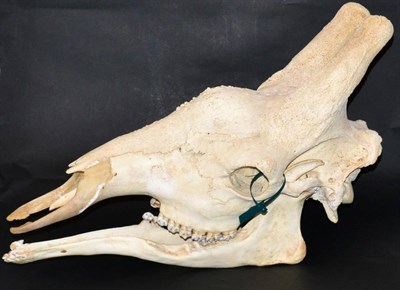 Lot 33 - Bull Giraffe (Camelopardalis reticulata), complete prepared full skull, 73cm long, height 46cm,...