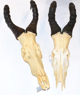 Lot 34 - Waterbuck (Kobus ellipsiprymnus), horns on upper skull; Red Hartebeest, horns on upper skull;...